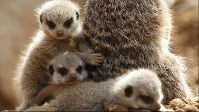 Three baby meerkats