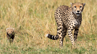 A cheetah and her cub walk on the plains in Masai Mara game reserve, Southwest of Kenya's capital Nairobi