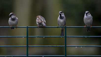 sparrows-sitting-on-fence