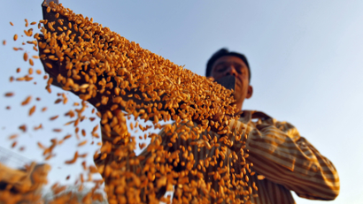 A farmer sifts his wheat crop at a farm on the outskirts of Ahmedabad