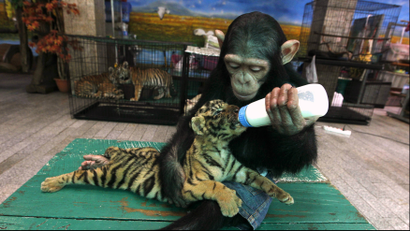 A baby chimp feeds a tiger
