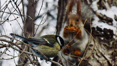 A tomtit bird sits on a branch as a squirrel cracks nuts in the background in a park in Almaty.