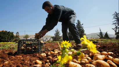 A farmer works with potato crops in the front right of the image with some yellow flowers above them.