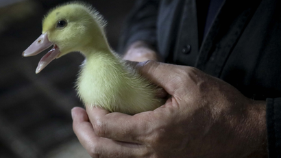 Farmer holding a duck