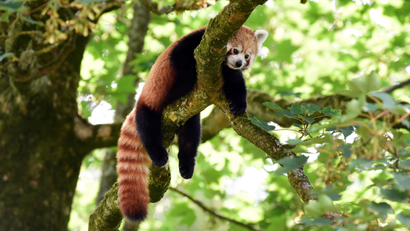 A red panda in a tree looking glum
