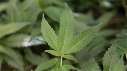 marijuana cannabis pot wikipedia