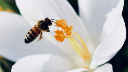 Bee drinking pollen.