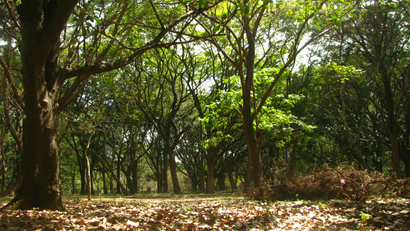 India-Bangalore-parks-green-space