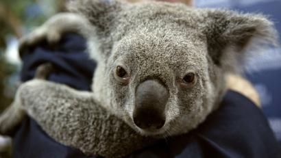 A $1.2 billion Chinese coal mine could prove fatal for the koalas of New South Wales. According to conservationists, the construction of the Shenhua’s Watermark coal mine near the Liverpool Plains will destroy the marsupial's habitat and affect their long-term survival.