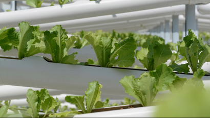 Organic lettuces are seen on rows of growing towers made out of PVC pipes at Citiponics' urban farm on the rooftop of a multi-storey carpark in western Singapore