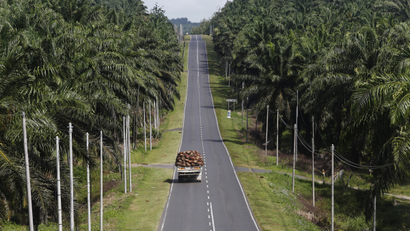 Palm oil fruit truck