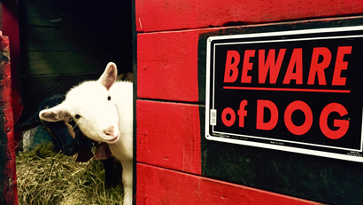 Dwarf goats near "Beware of Dog" sign.