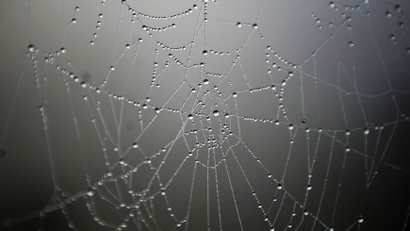 spider water web