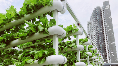 The Citiponics hydroponic system growing vegetables against the backdrop of a skyscraper.