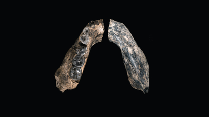 Fossilized jaw bone from Ethiopia