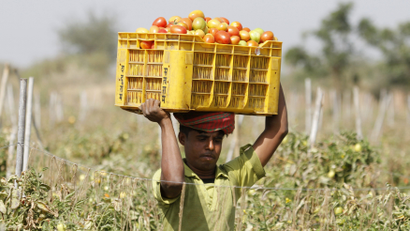 A farmer carries a basket of tomatoes to load them on to a tractor trolley in the outskirts of the western Indian city of Ahmedabad