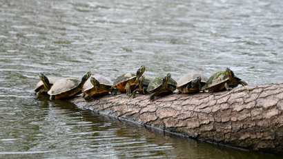 A group of turtles on a log