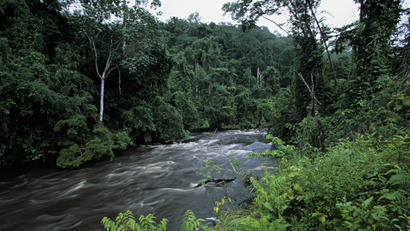 Gabon's tropical rainforest is pictured. Payments to Gabon to preserve its rain forests raise interesting debates about replicability and scalability of such initiatives.