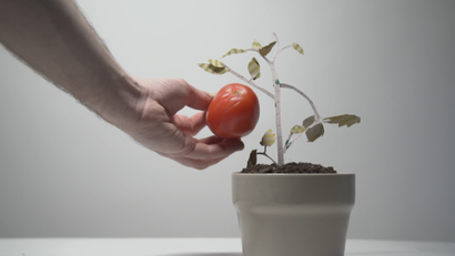 Tomatoes are tasteless but they don't have to be, because science