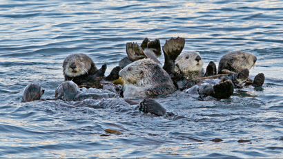a raft of sea otters floating in the ocean.