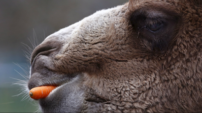 An animal eats a carrot. A vegan supermarket shutters.