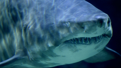 A sand tiger shark swimming
