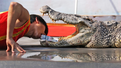 Chinese zoo demonstration—human head in croc mouth.