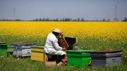 A beekeeper takes care of his hives in a field of rapeseed.