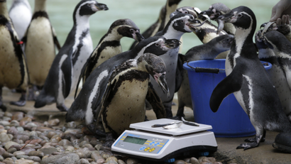 Humboldt Penguins are led to the weighing scales with a feed of anchovies to encourage them at London Zoo.