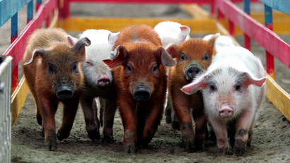 Five piglets walking in a hay trough with a red fence on their sides.