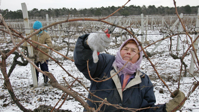 A Ukrainian woman prunes branches from a vineyard hit by frosts, at a farm near Ukraine's Black sea port of Sevastopol on February, 15, 2006. Temperatures fell to a 20-year low in Ukraine's southern Crimea, killing from 70 to 100 percent of grape harvest on the wine-making peninsular. REUTERS/Gleb Garanich - RTR1AZTT