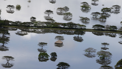 Treetops show in flooded farmland