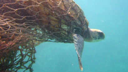 In this photo provided by the National Oceanic and Atmospheric Administration, a Green Turtle is entangled in a ghost net, also known as derelict fishing nets, along the Northwestern Hawaiian Islands in 2002. When President Bush announced the formation of the Northwestern Hawaiian Islands National Marine Monument June 15, 2006, it was hailed by ocean advocates and others as a landmark action by an administration not known for its environmental deeds. Yet a trash problem that has plagued the area since before its monument status has only gotten worse since Bush signed the proclamation prohibiting "discharging or depositing any material or other matter into the monument...or outside the monument" and launched a marine debris initiative, federal data shows. (AP Photo/National Oceanic and Atmospheric Administration, Jacob Asher