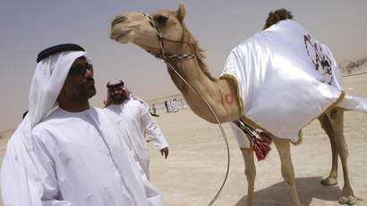 A camel breeder stands next to one of his prized animals during the Mayazin Dhafra Camel festival to be held until April 10 in the outkskirts of Zayed City, south-west of Abu Dhabi.