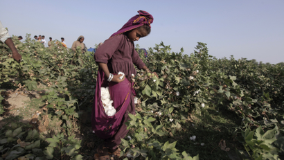Laali, 11, holds a bloom of cotton plucked from a plant while working with her family in a field in Meeran Pur village, north of Karachi September 25, 2014.