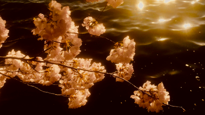 cherry blossom branch hanging over sunlit water.