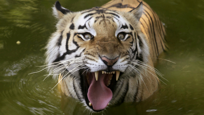 Tiger-India-Mine-Diamond-Save Tiger-Environment-