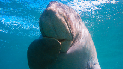 Photo of a dugong (a manatee-like marine mammal) in the water. It's holding one flipper to its mouth in an almost human like expression of surprise.