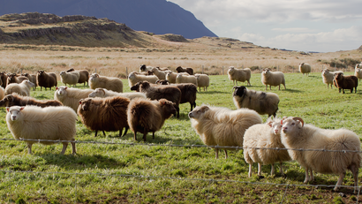 sheep in iceland field