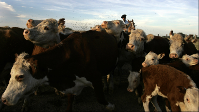 Nearly half of antibiotics on farms go to cattle.