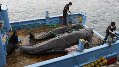 Captured short-finned pilot whales are seen on the deck of a whaling ship at Taiji Port in Japan's oldest whaling village of Taiji, 420 km (260 miles) southwest of Tokyo June 4, 2008. Harsh criticism from conservationists and foreign countries, and changing appetites at home, threaten the whalers' way of life which they say stretch back 400 years. The International Whaling Commission (IWC) banned commercial whaling in 1986, but is now bitterly divided between countries such as Australia that say all whales still need protection, and those such as Japan that argue some species are abundant enough for limited hunting. Picture taken June 4, 2008. To match feature WHALING/JAPAN REUTERS/Issei Kato