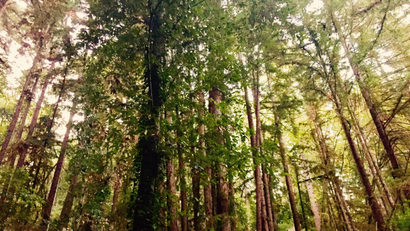 Young redwoods in Lompico, CA.