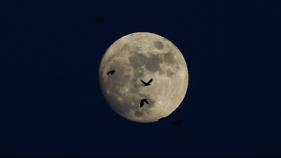 moon with birds