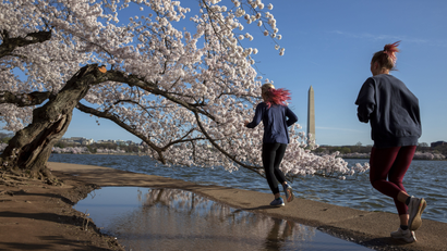 Joggers running past a cherry blossom tree in Washington D.C. during the pandemic