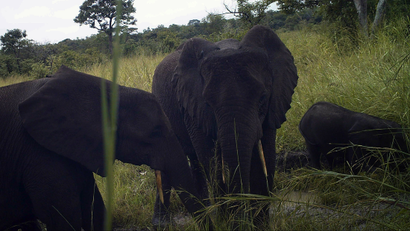A forest elephant in South Sudan's Western Equatoria state.