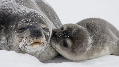 weddell seal pup and mother