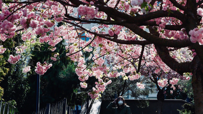 A masked person looks at camera under cherry blossoms.