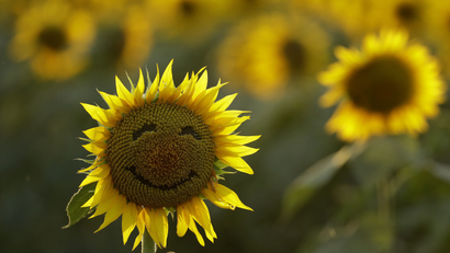 sunflower with a smiley face