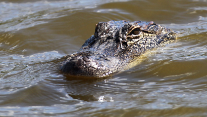 An alligator peers from a lagoon along a golf course.