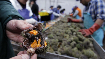 In this Dec. 22, 2011 photo, orange roe is seen inside a sea urchin at a processing facility in Portland, Maine. During the heyday, Maine urchin fishermen harvested more than 40 million pounds of the spiny creatures a year. A move is now under way to jumpstart the industry, which has fallen on hard times. (AP Photo/Robert F. Bukaty